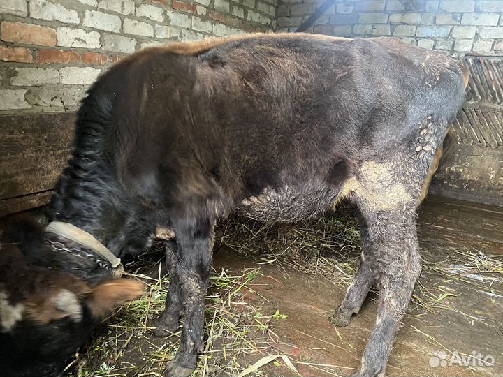 Бычок, телка, коровы