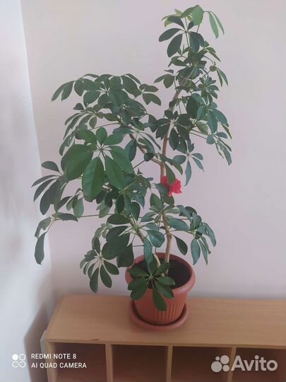 Комнатные цветы