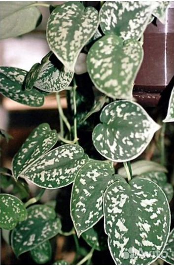 Комнатные сциндапсус, эпипремнум