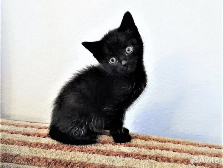 Черные котята в добрые руки бесплатно