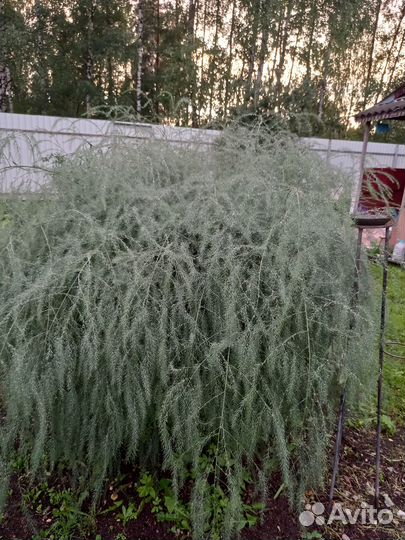 Саженцы ёлочки -спаржи