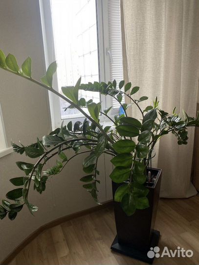 Замиокулькас домашний цветок