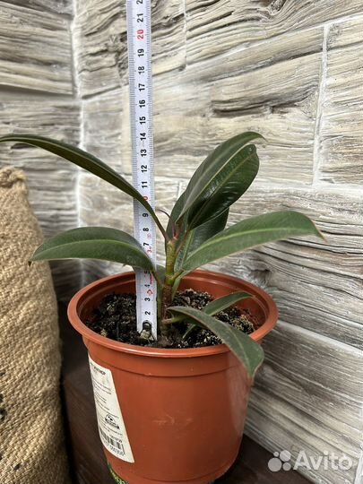 Фикус мелани