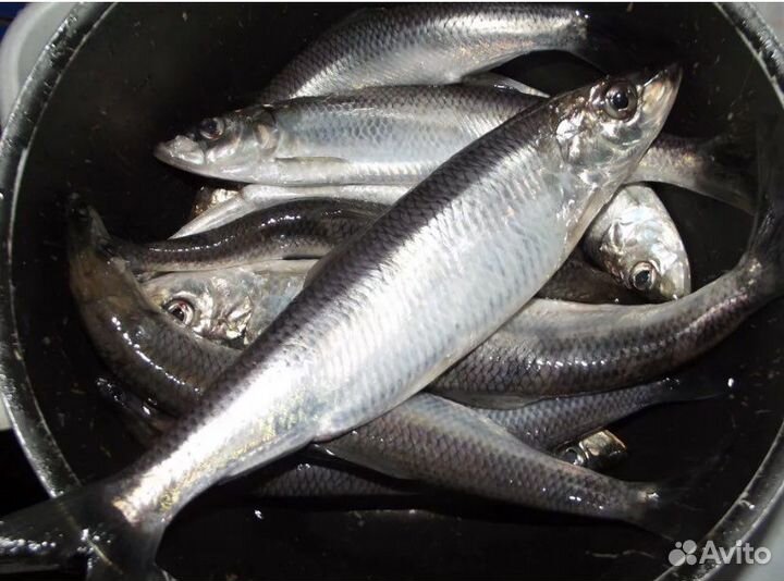 Корма для животных оптом