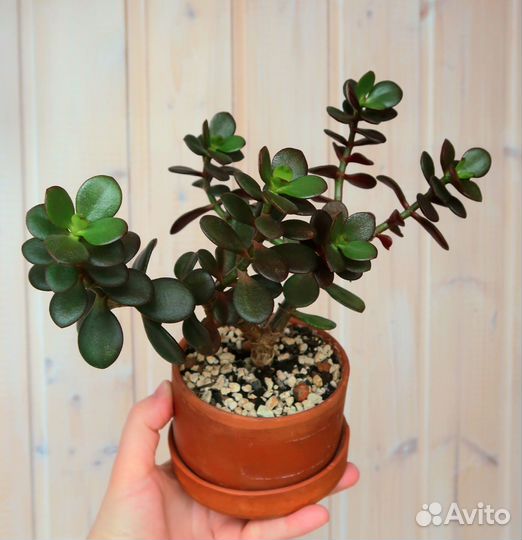 Крассула овата, сорт Минор