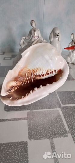 Вазы, графин, ракушка