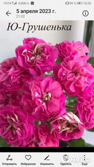 Пеларгония сортовая