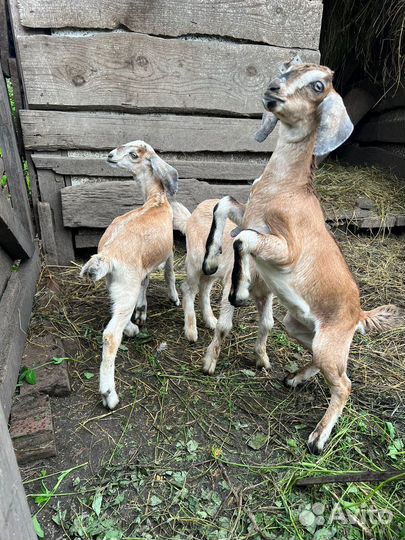 Англо нубийские козлята