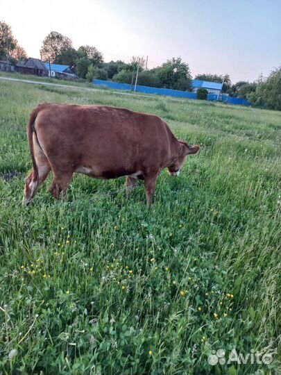 Корова стельная