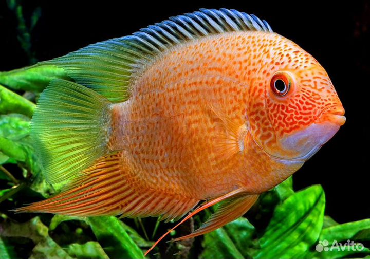 Цихлазома Северум красный жемчуг (Heros severus)