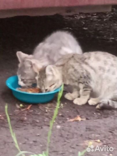 Котята. милые брошенки. ищут дом
