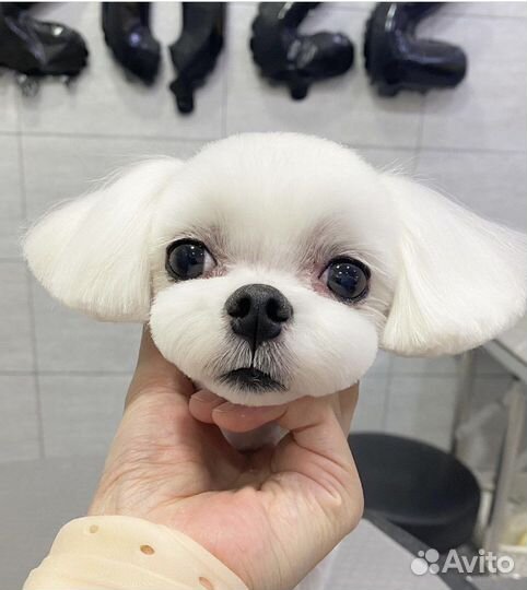 Модели,стрижка собак,груминг,тримминг