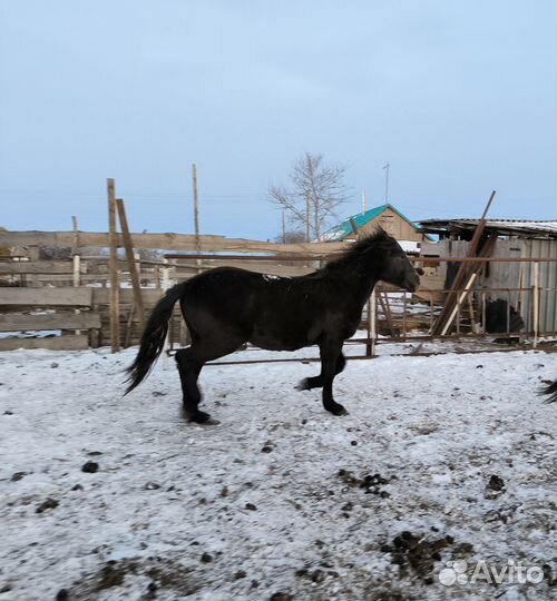 Жеребчик