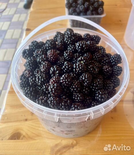 Ягода ежевика