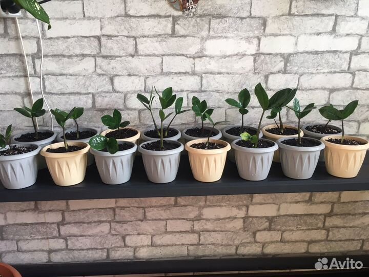 Замиокулькас