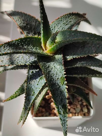 Суккуленты