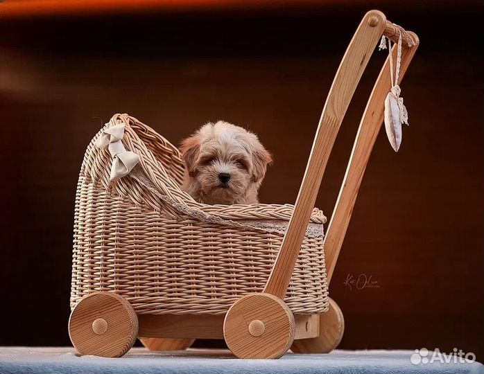 Щенки мальтипу мини