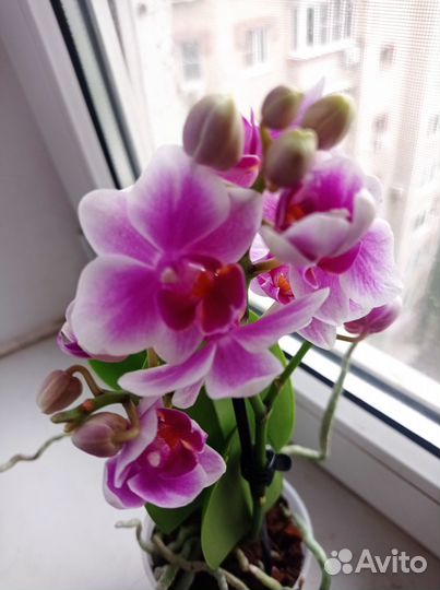 Орхидея фаленопсис мультифлора Jessica цветет