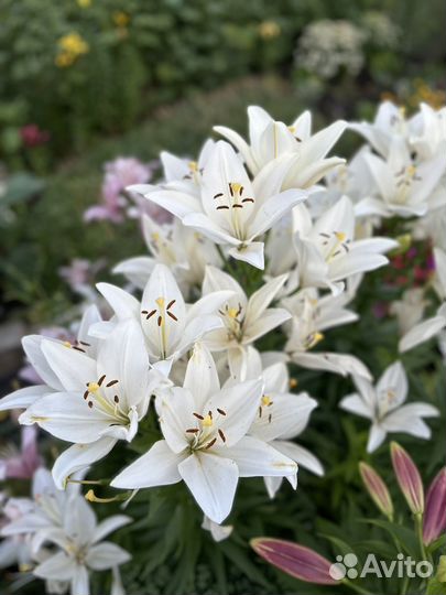 Лилия срез/ луковица