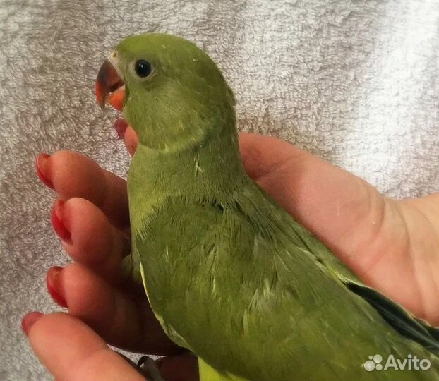 Птенцы ожерелового попугая