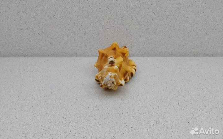 Циматиум Лоториум 12,8 морская ракушка раковина