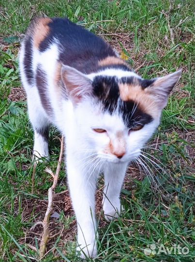 Молодая стерилизованная кошечка