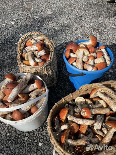 Продам грибы