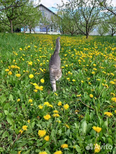 Ласковый котик ищет дом