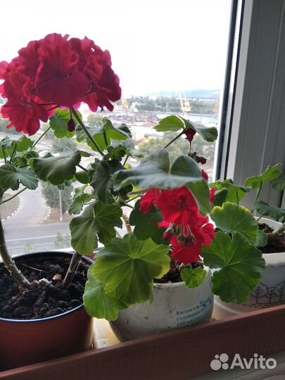 Комнатные растения цветы