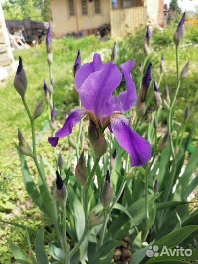 Ирис бородатый