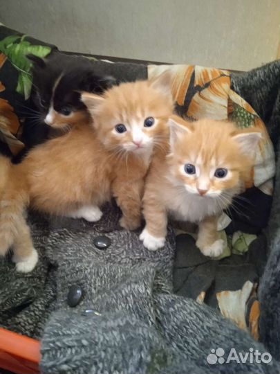 Котята бесплатно