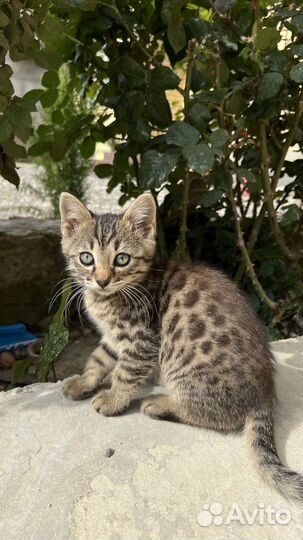 Бенгальская кошка
