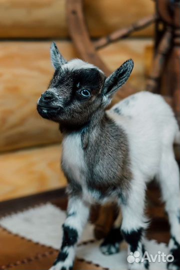 Карликовые козы кН25 в Нигерийском типе