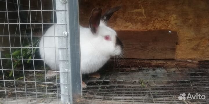 Калифорнийские кролики