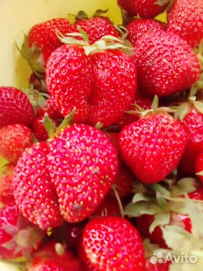 Усы клубники (виктории)