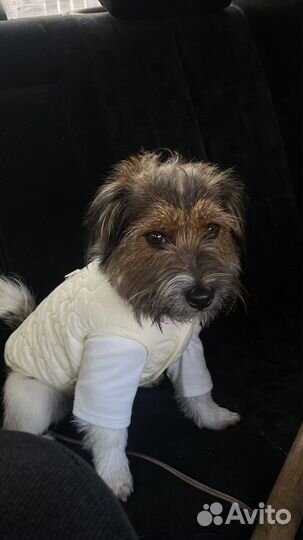 Жилетка для собак