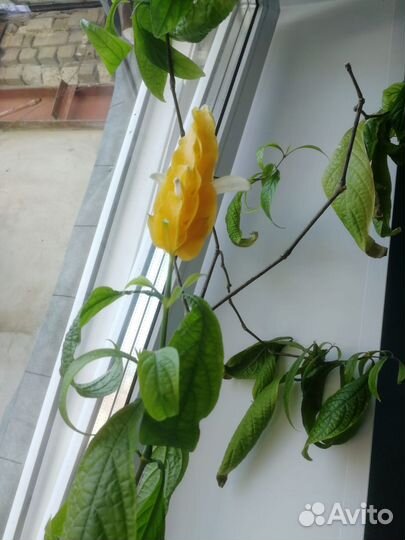 Пахистахис желтый, уже цветёт