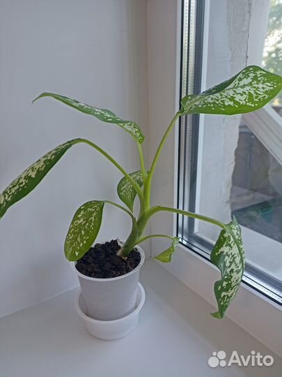 Диффенбахия