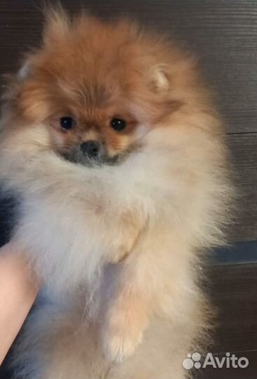 Щенок шпица мини