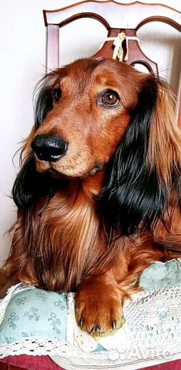 Длинношерстная такса-вязка