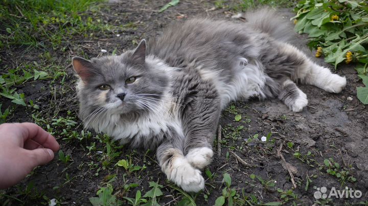 Кошки в добрые руки