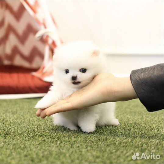 Мишки Бу мини померанский шпиц доставка на дом