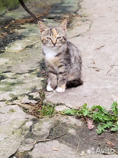 Котята в дар
