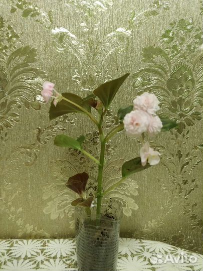 Бегония вечноцветущая махровая