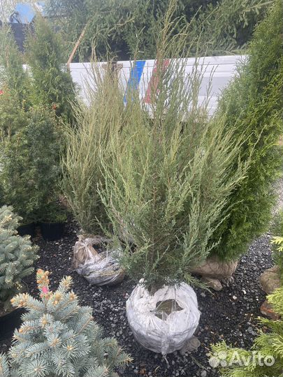 Саженцы. Ель голубая, Тис, Можжевельник