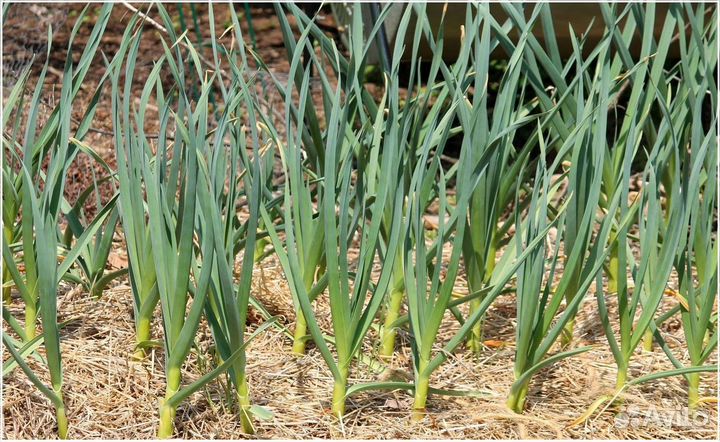 Прибыльный бизнес пассивный доход