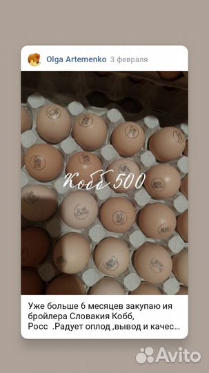 Бройлер Кобб 500, Росс 308, импорт 100