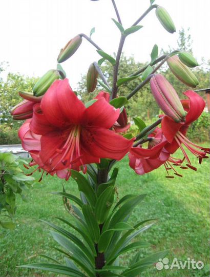 Луковицы лилий 9 штук
