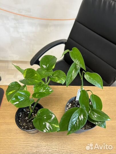 Растения лианы сциндапсус эпипремнум