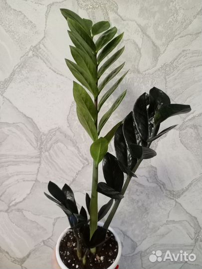 Замиокулькас черный равен